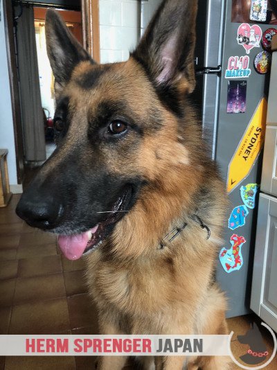 黒染めステンレススチールのチェーン首輪　ロングリンク - 3.0 mm