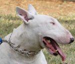 Bull Terrier Dog pinch collar prong collar- 50045 (3.99mm)