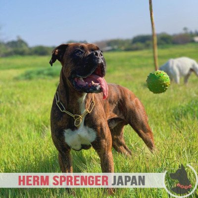 ワンチャンのコートに優しいチョークチェーンカラー　クロガン製　4mm