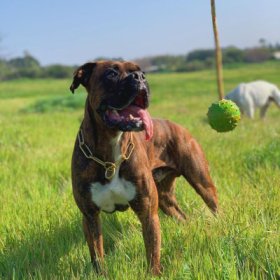 ワンチャンのコートに優しいチョークチェーンカラー　クロガン製　4mm