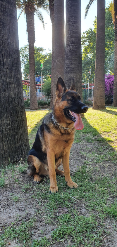 大型犬　プロングカラー！
