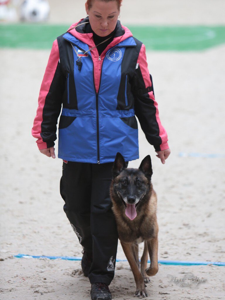 指導者の左側につき歩く犬