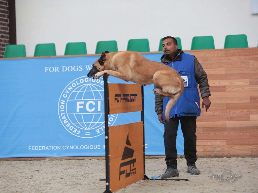 犬　訓練　IGP
