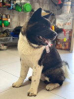 秋田犬　チェーン首輪　黒染めステンレス鋼製