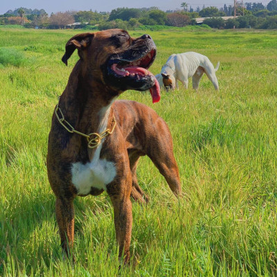 犬　チェーンカラー　クロガン　ボクサー