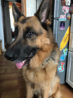 黒染めステンレススチールのチェーン首輪　ロングリンク - 3.0 mm